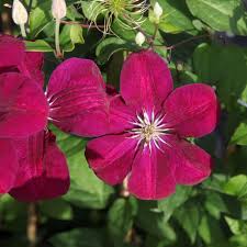 We did not find results for: Clematis Rouge Cardinal Kaufen Sie Pflanzen Bei Coolplants