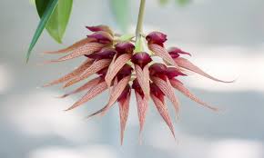 Image result for Bulbophyllum elliotii