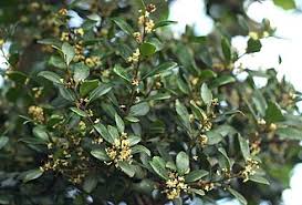 Image result for Pterocelastrus