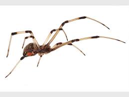 5 Most Dangerous Spiders Zululand Observer