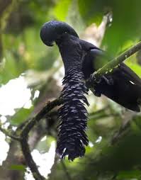 Birds That Start With Letter I 11 Fascinating Animals That Start With The Letter U Animals Weird Animals Rare Animals