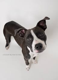 Sherry has more advice for adopters: Before You Adopt 2babr