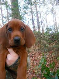 Check spelling or type a new query. 64 Redbone Coonhound Ideas Redbone Coonhound Coonhound Puppies