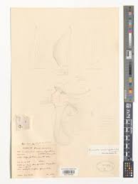 Image result for Microcoelia corallina