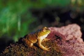 How To Clean An Aquarium Full Of Frogs