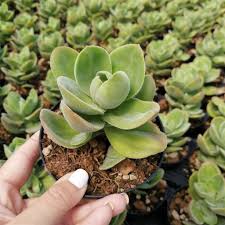 Image result for Crassula globularioides