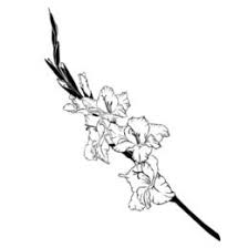 Gladiolus Flower Tattoo Gladiolus Flower Tattoos Gladiolus Tattoo Gladiolas Tattoo