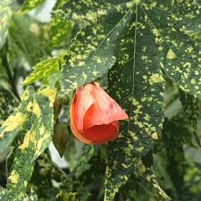 However, the vigorous perennial plants can not stay here long, because they are too big. Abutilon Variegated Salmon Flowering Maple Variegated Salmon In Gardentags Plant Encyclopedia