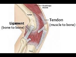 Ligaments are the connective tissues that act as a connection between two bones. Strengthen Ligaments Tendons For Bjj Youtube
