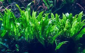 Check spelling or type a new query. Java Fern Plant Care Growth Propagation Light Aquariumnexus