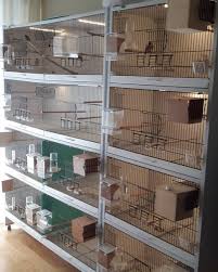 Bird Aviary For Sale Near Me 68 Otmetok Nravitsya 2 Kommentariev Emo Gouldianemo V Instagram Gouldianfinch Gouldians Finch Bird Ankar Bird Aviary Large Bird Cages Bird Houses