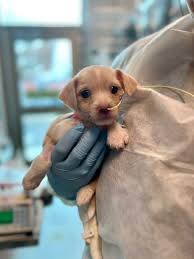 Puppy sick with parvovirus saved from street in Boston