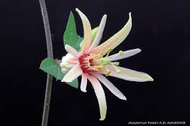 Image result for Passiflora sanguinolenta