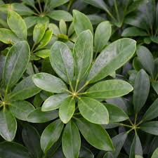 Image result for Schefflera