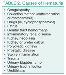 Urinalysis In Companion Animals Part 2 Evaluation Of Urine