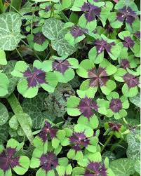 Image result for Oxalis tetraphylla