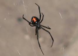 Yes, black widows are venomous, but they pose very little danger to humans, scott said. Murder She Wove Country Roads Magazine