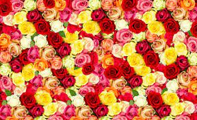 You can find in depth information on floriculture products and extensive profiles from companies and floral designers. ×¤×¨××× ×××× ×¤×¨××× ××¢××¦×'×× ×¤×¨××× ×'×× ××§××