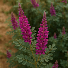 Image result for Indigofera astragalina