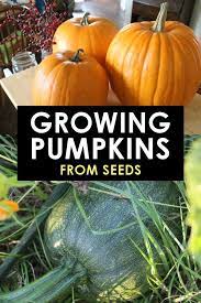 Growing Pumpkins From Seeds Tips Tricks And The Best Variety To Try Growing Pumpkins Backyard Vegetable Gardens Planting Pumpkins