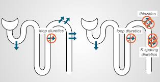Image result for Loop Diuretic