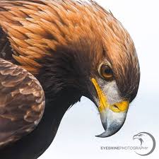 Birds Of A Feather Assassin S Odyssey Beauty Golden Eagle Goldeneagle Eagle Birdsofprey Golden Eagle Eagle Pictures Eagle