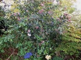 Image result for Rogiera amoena