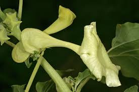 Image result for Holubia saccata