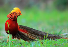 Siang hari emang paling pas buat minum es. 10 Burung Tercantik Di Dunia Tak Pernah Tergantikan Hingga Sekarang Burungnya Com