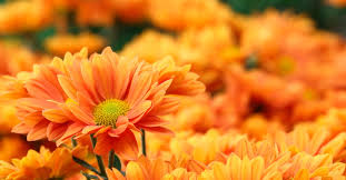 Was Orange Blumen In Einem Uberraschungsgeschenk Bedeuten