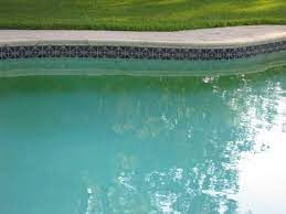 Treating Algae Removing Algae From Your Pool Premier Pools Spas The Worlds Largest Pool Builder
