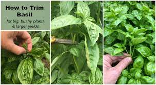 I carefully picked them off the plate and placed them in a bowl. How To Trim Basil For Big Bushy Plants And Larger Yields