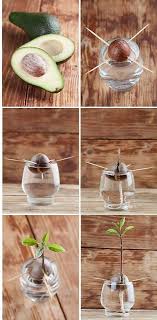 Comment Faire Pousser Un Avocatier Bricolage Et Decoration Plants Growing An Avocado Tree Avocado Plant