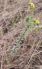 Image result for Euploca katangensis