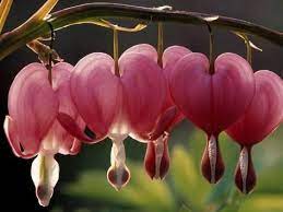 Bleeding Hearts Dicentra Spectabilis Photographic Print Rudi Von Briel Art Com In 2021 Bleeding Hearts Heart Poster Bleeding Heart