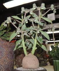 Image result for Monadenium torrei