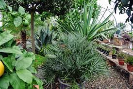 You can make your own from regular potting. My Growing Tropical Plant Collection The Martha Stewart Blog