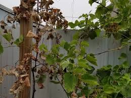 Grape vine flowers fall off. Part Of Grape Vine Turned Brown Suddenly
