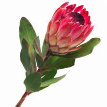 The first rugby springboks initially refused to play against a devon side that included jimmy peters, the first black player to represent england. Wholesale Protea Guide Wedding Flower Guides Uk Triangle Nursery