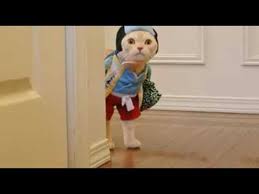 Berikut ini database link kumpulan grup wa khusus cewek wanita indonesia. Wow 30 Gambar Lucu Buat Grup Wa Yang Sepi Koleksi Gambar Lucu Di 2020 Lucu Gambar Lucu Meme Lucu