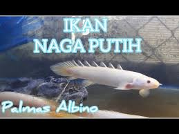Ikan eksotis yang mirip mahluk jaman purba ini merupakan salah satu ikan hias yang banyak. Palmas Albino Atau Ikan Naga Putih Youtube