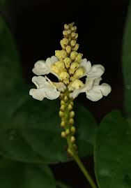 Image result for Thomandersia hensii