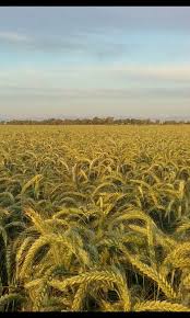 Black Bear Diner Mt Shasta City Nice Picture Of The Wheat In Los Banos Los Banos Cool Pictures Pictures
