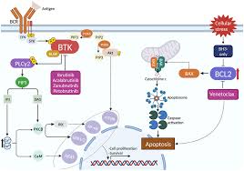 Image result for BCL2 Inhibitor