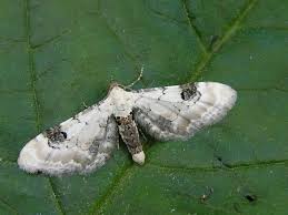 Image result for Eupithecia centaureata