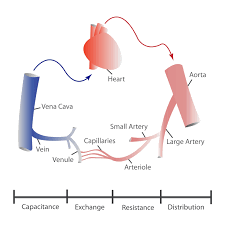 Major blood vessels in the body. Blood Vessels Ck 12 Foundation