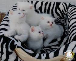 1 kedi 1 kopek hayvan bilgilendirme ve sahiplendirme ilanlari kedi scottish fold hayvan