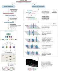 This booklet tells you how to use the r an obvious first analysis of any dna sequence is to count the number of occurrences of the four answer the following questions, using the r package. Phylogenomics Principles Opportunities And Pitfalls Of Big Data Phylogenetics Young 2020 Systematic Entomology Wiley Online Library