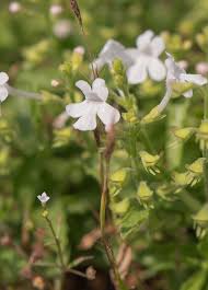 Image result for Megalochlamys