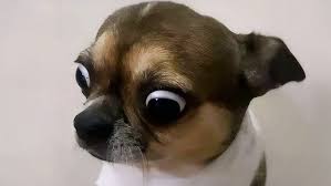 Image result for Recreation Pets Dogs Humor